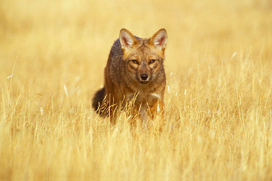 Culpeo Fox Torres Del Paine Terra Incognita Ecotours